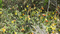 Hermannia multiflora