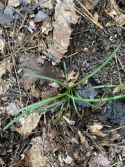 Liriope spicata