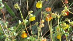 Hermannia multiflora