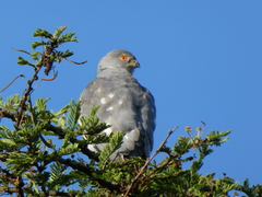 Accipiter badius
