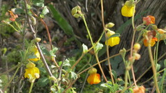 Hermannia multiflora