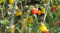 Hermannia multiflora