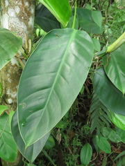Philodendron