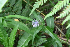 Lactuca sibirica