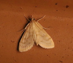 Paracorsia repandalis