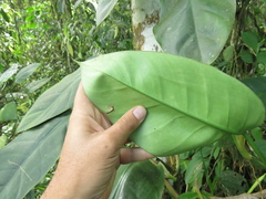 Philodendron
