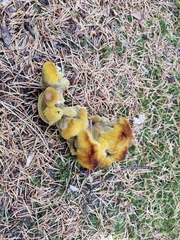 Phaeolus schweinitzii