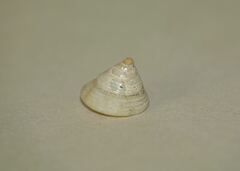 Calliostoma zizyphinum