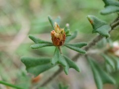 Pultenaea scabra
