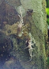 Pterodictya reticularis