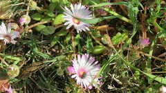 Cleretum bellidiforme