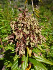Rhododendron columbianum