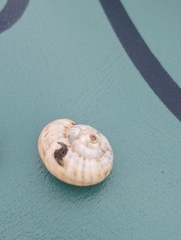 Xeropicta derbentina