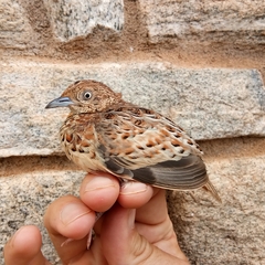 Turnix sylvaticus