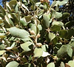 Quercus rotundifolia