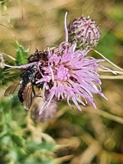 Eriothrix rufomaculata