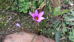 Romulea rosea