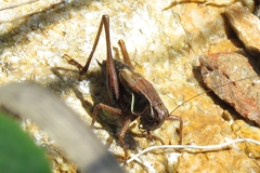 Tettigonioidea