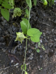 Polystemma guatemalense