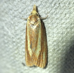 Sparganothis tristriata