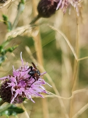 Eriothrix rufomaculata