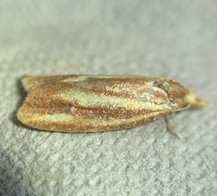 Sparganothis tristriata