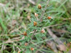 Pultenaea scabra