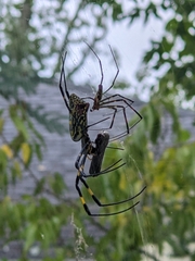 Trichonephila clavata
