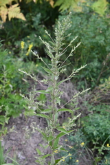 Axyris amaranthoides