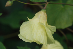 Azanza lampas