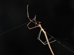 Ariamnes cylindrogaster