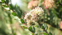 Leucospermum calligerum