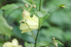 Azanza lampas