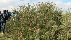 Leucospermum calligerum