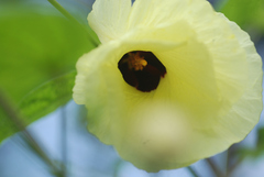 Azanza lampas
