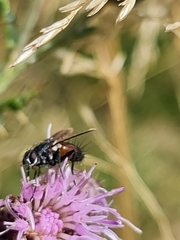 Eriothrix rufomaculata