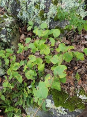 Lonicera