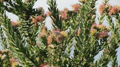 Leucospermum calligerum