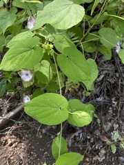 Polystemma guatemalense