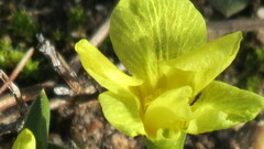 Moraea galaxia