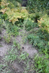 Axyris amaranthoides