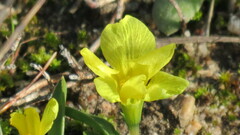 Moraea galaxia