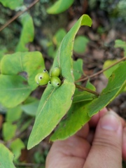Lonicera