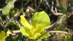 Moraea galaxia