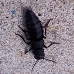 Ocypus olens