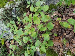 Lonicera