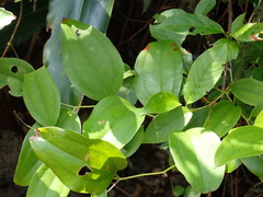 Smilax china