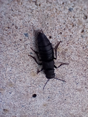 Ocypus olens