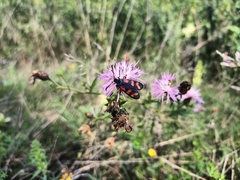 Zygaena