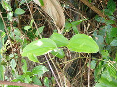 Smilax china
